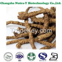 Natural Rhizoma Picrorhizae Extract, Picroside II 5%