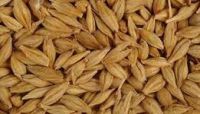 Russian Origin Feed Barley in bulk - Container parcels