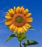 Refined Sunflower Oil for  European Standard
