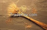 Hard and Soft indian Wheat with free Shipping for 1 x 40 foot