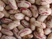 Pinto or Mottled Beans