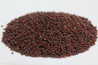 Best Sale Black Mustard Seeds