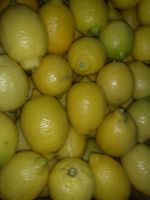 Fresh yellow and green adalia lemon