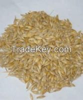 feed barley