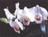 Sell fresh cut orchids, orchid plants, vegetables and fruits