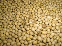 Top quality bulk  Yellow Soya Bean GMO