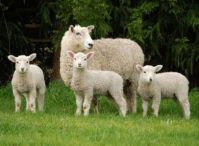 Irish Premium Grade Halal Lamb Meat as a Carcass