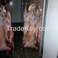 Mutton, Premium Quality, Halal, Lamb