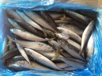 Frozen Mackerel Fish