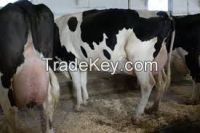Pregnant Holstein Heifers And Other Dairy Cattle