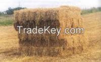 Wheat Hay