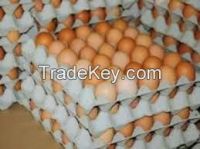 Chicken Eggs For Sale