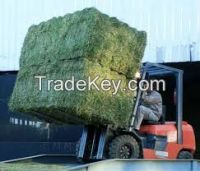 Best Grade Alfafa Hay For Sell