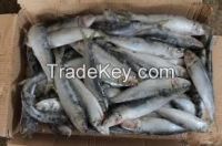 Sell Frozen Sardine Fish