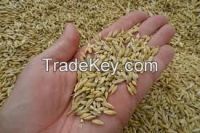 Animal feed barley