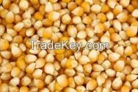 Corn / Maize Grits 108 & 101