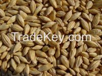 Barley