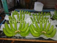 Fresh Green Bananas