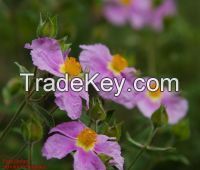 Sell Wild Felsrose tea