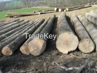 fresh cut white ash logs/ lumber for sell
