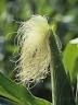 Corn Silk