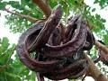 Carob Fruit