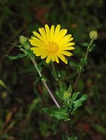 Calendula