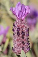 Basque Lavender