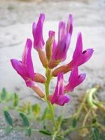 Dried Milkvetch Root