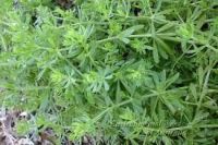 Galium