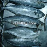 offer spanish mackerel whole round