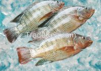 offer tilapia whole round