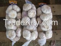 offer fresh normal white garlic