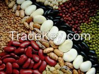 High quality Black, Red, White, Speckled and Sugar Kidney Beans in stuck