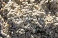 Cotton Seed Ready For Export