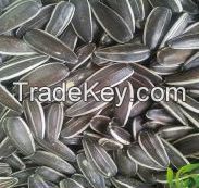 Sunflower seeds ready for export