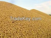 Soybeans Grains Available