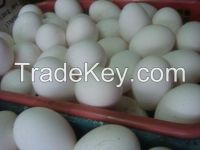 FERTILIZED GOOSE EGGS READY FOR EXPORT