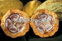 TOP QUALITY COCOA BEANS AVAILABLE FOR EXPORT
