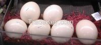GOOD QUALITY FERTILIZED OSTRICH EGGS AVAILABLE