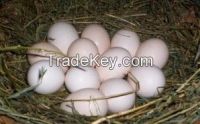 FERTILIZED TURKEY EGGS