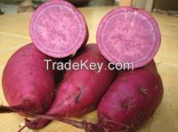 Vietnamese sweet potato supplied by Sapimex Vietnam