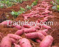Vietnamese Sweet Potato- Purple flesh- new crop 2014- Best price ever- Sapimex Vietnam