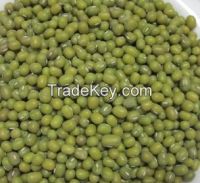 Green Mung beans