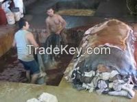 Wet Salted Cow Skin, Cow Heads And Animal Skins, Wet Blue Cow Hides