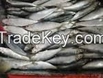 Frozen Sardines