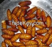 Silk worm pupae