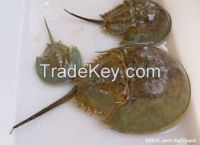 Horseshoe Crab/Horseshoe Blood