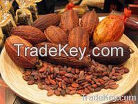 High Grade Sun Dried Raw Cocoa Beans for Sale