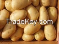 Wants to Exports Fresh Potato